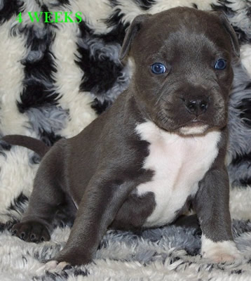 DDDawgs Skull Crusher